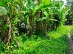 tanah maguwoharjo