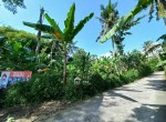 tanah soge sanden