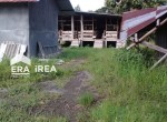 ternak-ayam-di-sragen