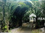 HANYA BANYUWANGI & JEMBER0005